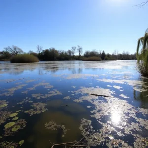 View of Beaver Park pond in New Orleans, highlighting aquatic life and environmental conditions.