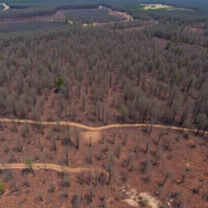 Burnt timberland in Louisiana after wildfires